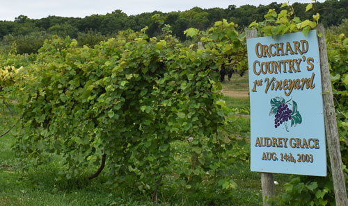 Orchard Cnty's 1st Vineyard