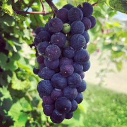 grapes