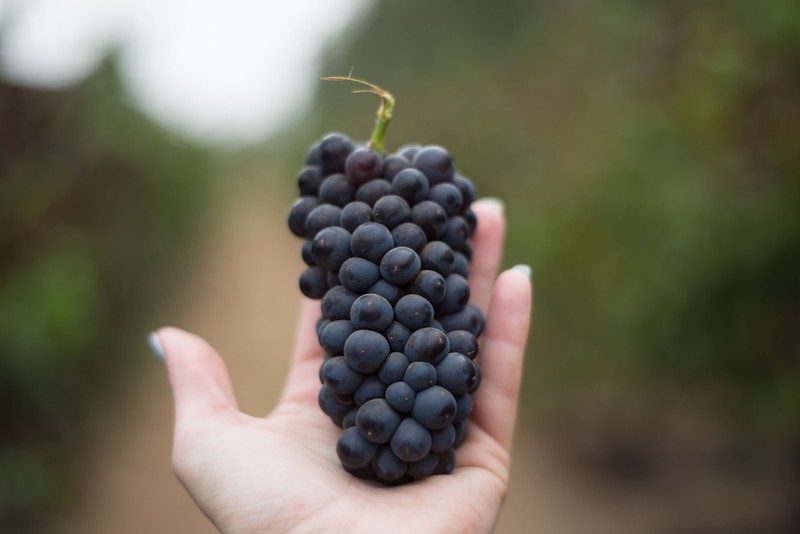 Pinot Noir Grapes