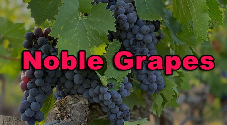 Noble Grapes