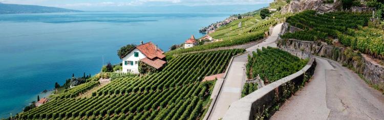 Wine Region Panorama