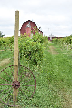 Vines
